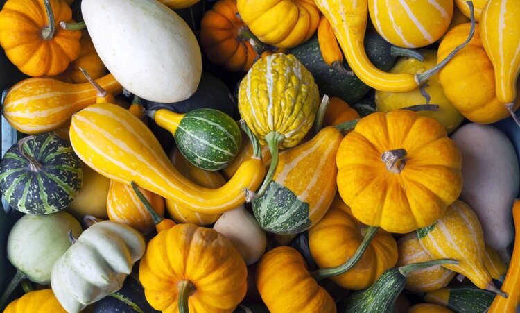 Gourd