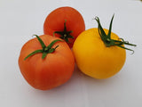 Mixed Beefsteak Tomatoes